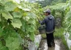 Petani Sayur Lebak Raup Untung Besar di Tengah Pandemi Covid-19