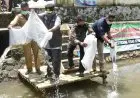 Uu Ruzhanul Tebar 77 Ribu Benih Ikan di Tasikmalaya