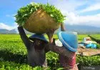 Kementan Serahkan BMN Rp6 Triliun ke Holding Perkebunan