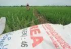 Dinas Pertanian Cirebon Sebut Petani Gunakan Pupuk Lebihi Dosis