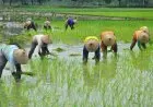 Sinar Mas Wujudkan Ketahanan Pangan Berkelanjutan di Tengah Pandemi Covid-19