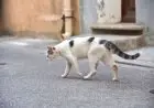 Hukum Jika Kita Menabrak Kucing