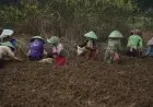Nunukan Siapkan 9.769 Hektare Lahan Pertanian Penyangga Ibu Kota Baru