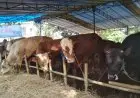 Populasi Sapi di Australia Menurun, Harga Daging di Jabar Ikut Meroket