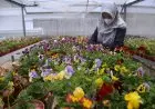 Foto: Budidaya Edible Flower