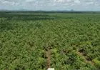 Gapki Kalbar Optimis Produksi dan Harga CPO 2021 Tetap Baik