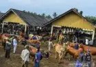 Duh, Alih Fungsi Lahan Menggerus Populasi Sapi Pasundan