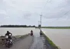 5.893 Hektare Sawah di Cirebon Gagal Tanam
