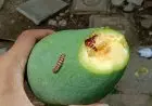 Halalkah Memakan Ulat dalam Makanan atau Buah?