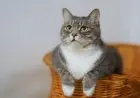 Jangan Beri Nasi Kepada Kucing, Ini Alasannya