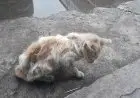 Jika Kita Menabrak Kucing, Bagaimana Hukumnya?
