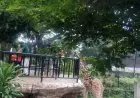 Imlek, Kebun Binatang Tetap Buka 