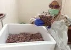 Wow, Jengkol Mulai Jadi Makanan Favorit Warga Jepang
