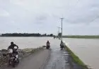 3 Ribu Hektare Lebih Sawah di Kabupaten Cirebon Gagal Tanam