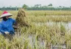 Ratusan Hektare Sawah di Karawang Puso karena Terendam Banjir