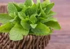 Ini Sejumlah Manfaat dan Khasiat Daun Mint