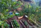 Hendak Berkebun di Pekarangan Rumah pada Musim Hujan? Lakukan Ini Dulu