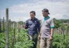 Dampingi Petani Cabai, Pupuk Kujang Aplikasikan NPK Formulasi Khusus
