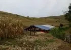 Pemkab Garut Kembangkan Wilayah Utara jadi Sentra Produsen Jagung