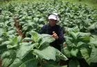 Foto: Petani Tembakau Mole Jatinangor