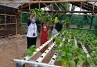 Hidroponik, Aktivitas Bertani di Lahan Terbatas
