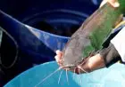 KKP Kembangkan Strain Unggulan Ikan Lele Mutiara