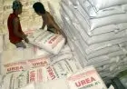 Ketersediaan Pupuk Subsidi Mudahkan Musim Tanam Gadu