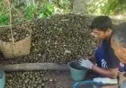 Alhamdulillah, Perajin Kolang-kaling Cianjur Kebanjiran Pesanan