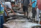 Anggota DPR: Holding Perindo-Perinus Harus Maksimal Kelola Perikanan
