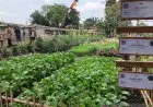 Food Estate Yogyakarta Dioptimalkan Penanganan Stunting hingga Wisata