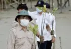 BRGM: Masyarakat Penerima Manfaat Langsung Rehabilitasi Mangrove