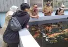 Pemulihan Ekonomi, Petani Ikan Hias di Ciseeng Dapat Pembinaan KKP dan Diskanak