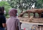 Masa Pandemi, Bandung Zoo Tempat Wisata Favorit Warga Bandung
