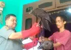 Siti Nurbaya Lepas Liar 'Rahman' dan 'Gabriel'