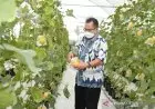 Keren, Mahasiswa IPB Didorong Jadi Petani Milenial
