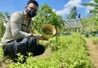 Kapolsek ini Kembangkan Gula Cair dari Daun Stevia, Cocok Buat Penderita Diabetes
