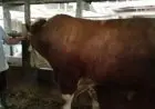 Ini Penampakan Calon Hewan Kurban Jokowi