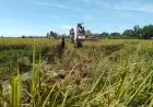 Sejumlah Daerah di Karawang Sudah Masuki Musim Panen