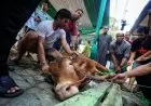 Menyembelih di Hari Tasyrik Terakhir 13 Dzulhijjah