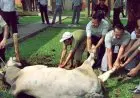 Sahkah Kurban Seseorang yang Belum Diakikahi?