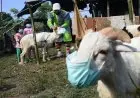 Foto: Domba Bermasker