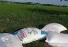 Gawat, Pupuk Bersubsidi di Kuningan Terancam Tidak Dapat Penuhi Kebutuhan Petani