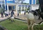 Perumda Tirta Kahuripan Bagikan 80 Hewan Kurban