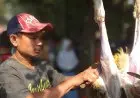 Hukum Menjual Daging, Kulit, dan lainnya