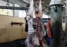 Yana Akui Masih Temukan Pelanggaran Pemotongan Hewan