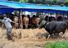 Pemotongan di RPH Kota Bogor Melonjak 200 Persen