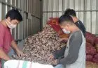 Porang, Tanaman Liar yang Bernilai Ekonomi Tinggi