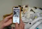 Apakah kucing Anda bahagia? Cek lewat aplikasi ini