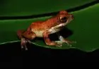 LIPI: Spesies Baru Katak-Pucat Pantai Selatan Ditemukan di Hutan Garut