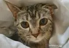 Hari Kucing Sedunia, Sudah Tahu Fakta-fakta Unik Soal Kucing Berikut Ini?